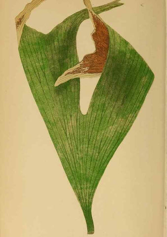 Reproducción/Reproduction 49628477542: Ferns: British and exotic.... London,Groombridge and Sons,1856-60.. 