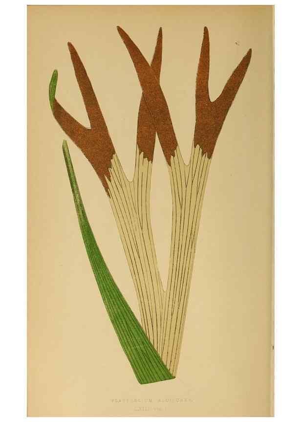 Reproducción/Reproduction 49628203016: Ferns: British and exotic.... London,Groombridge and Sons,1856-60.. 