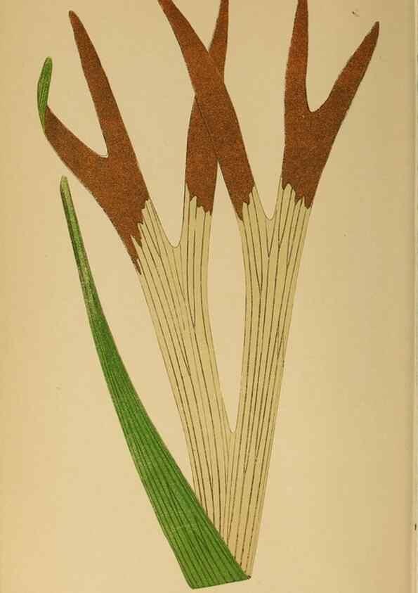 Reproducción/Reproduction 49628203016: Ferns: British and exotic.... London,Groombridge and Sons,1856-60.. 
