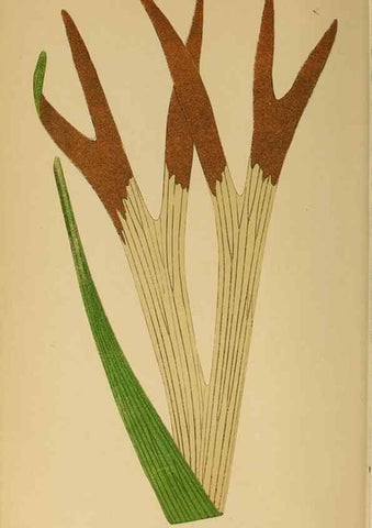 Reproducción/Reproduction 49628203016: Ferns: British and exotic.... London,Groombridge and Sons,1856-60.. 