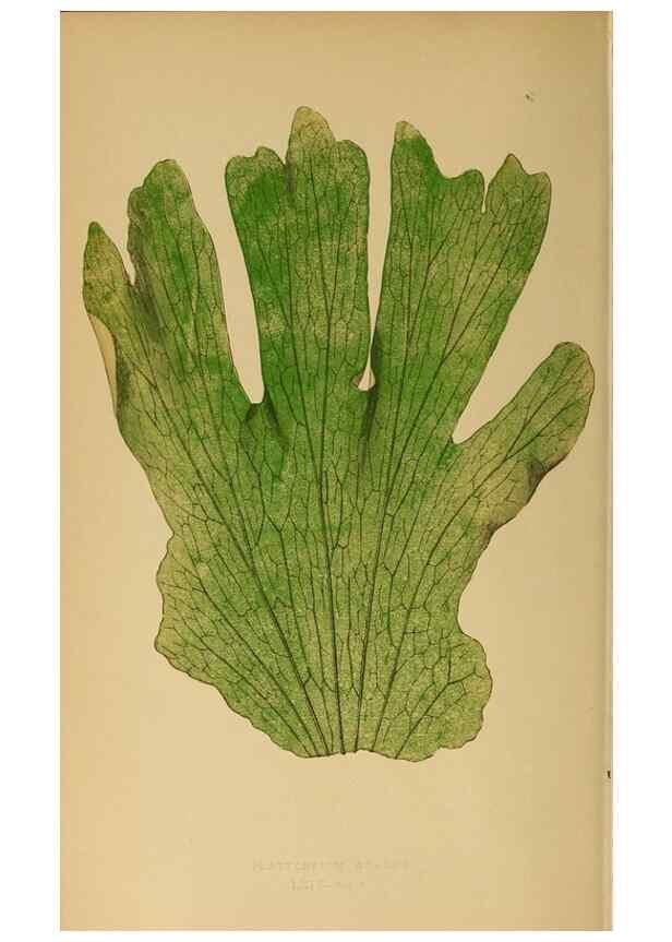 Reproducción/Reproduction 49628203236: Ferns: British and exotic.... London,Groombridge and Sons,1856-60.. 