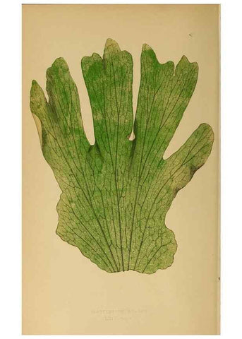 Reproducción/Reproduction 49628203236: Ferns: British and exotic.... London,Groombridge and Sons,1856-60.. 