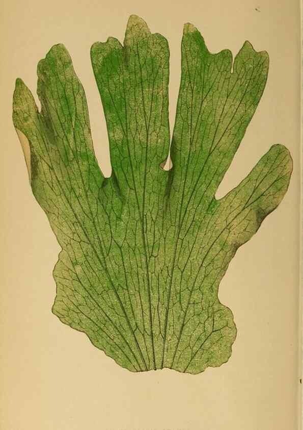 Reproducción/Reproduction 49628203236: Ferns: British and exotic.... London,Groombridge and Sons,1856-60.. 