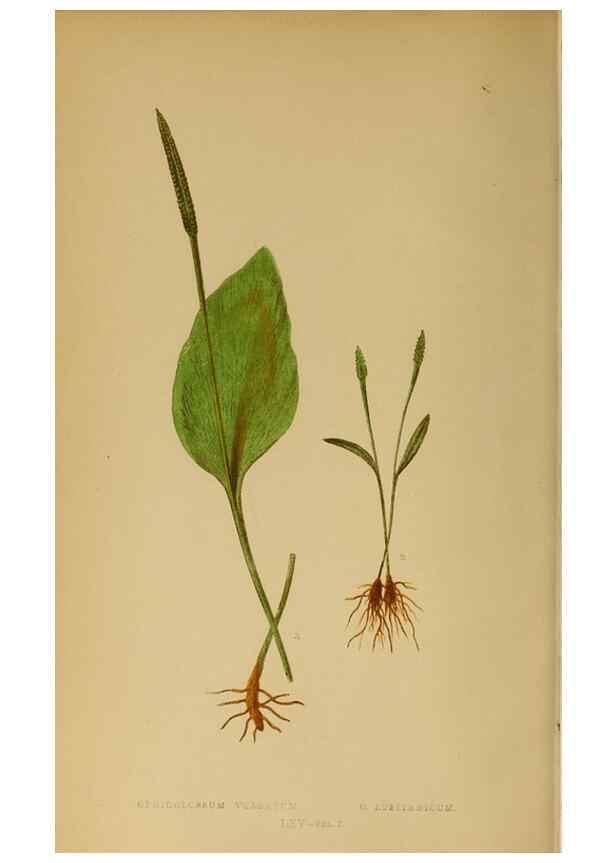 Reproducción/Reproduction 49628478112: Ferns: British and exotic.... London,Groombridge and Sons,1856-60.. 