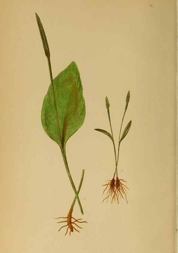 Reproducción/Reproduction 49628478112: Ferns: British and exotic.... London,Groombridge and Sons,1856-60.. 
