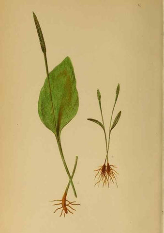 Reproducción/Reproduction 49628478112: Ferns: British and exotic.... London,Groombridge and Sons,1856-60.. 