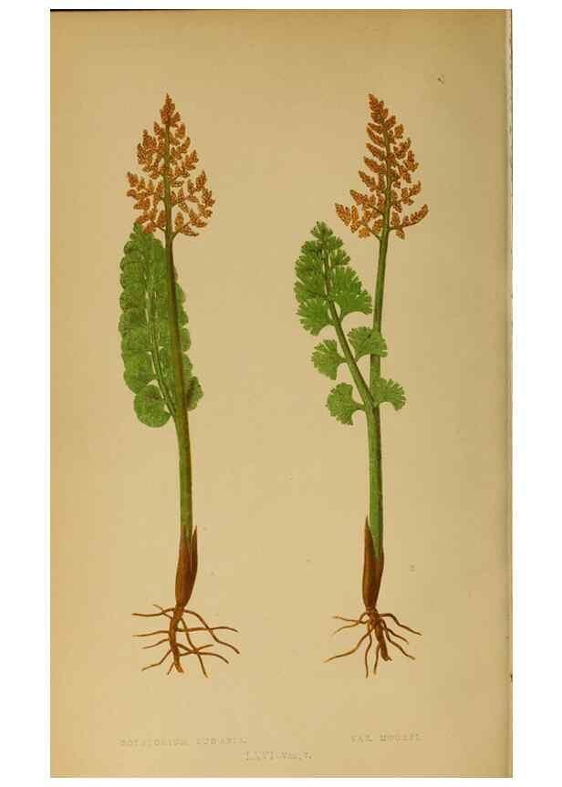 Reproducción/Reproduction 49628203601: Ferns: British and exotic.... London,Groombridge and Sons,1856-60.. 