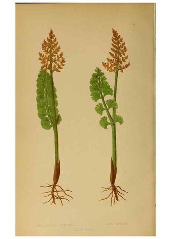 Reproducción/Reproduction 49628203601: Ferns: British and exotic.... London,Groombridge and Sons,1856-60.. 