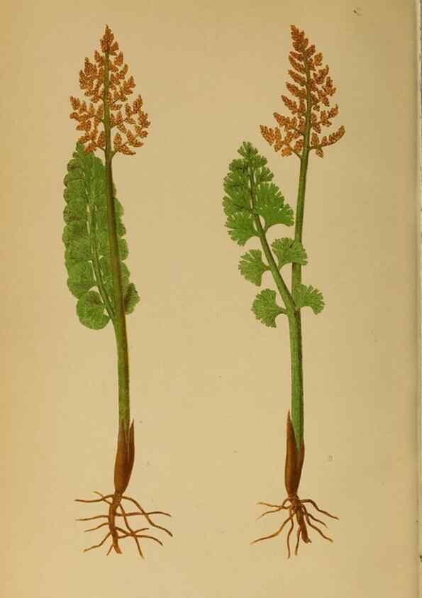Reproducción/Reproduction 49628203601: Ferns: British and exotic.... London,Groombridge and Sons,1856-60.. 