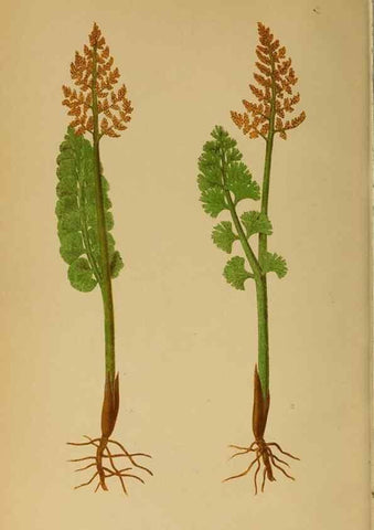 Reproducción/Reproduction 49628203601: Ferns: British and exotic.... London,Groombridge and Sons,1856-60.. 