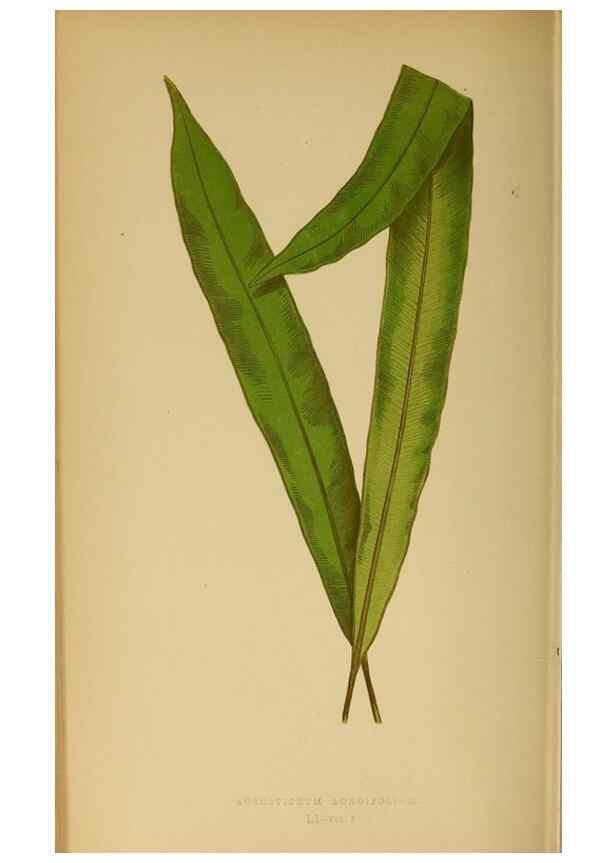 Reproducción/Reproduction 49628475107: Ferns: British and exotic.... London,Groombridge and Sons,1856-60.. 