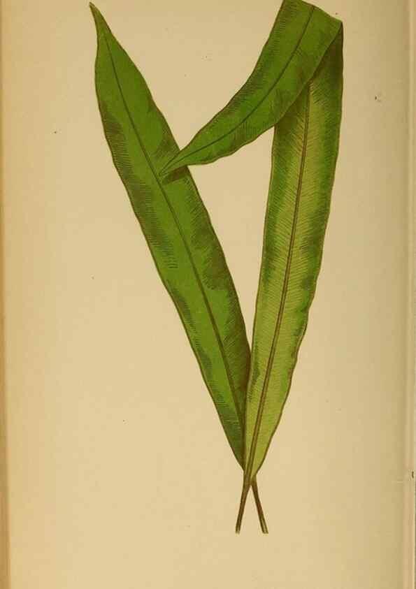 Reproducción/Reproduction 49628475107: Ferns: British and exotic.... London,Groombridge and Sons,1856-60.. 