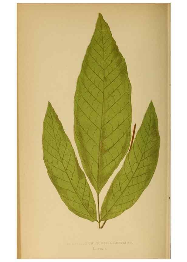 Reproducción/Reproduction 49628474827: Ferns: British and exotic.... London,Groombridge and Sons,1856-60.. 