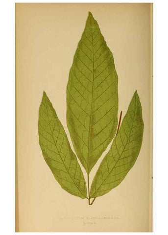Reproducción/Reproduction 49628474827: Ferns: British and exotic.... London,Groombridge and Sons,1856-60.. 