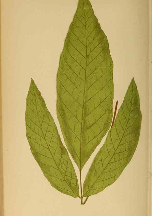 Reproducción/Reproduction 49628474827: Ferns: British and exotic.... London,Groombridge and Sons,1856-60.. 
