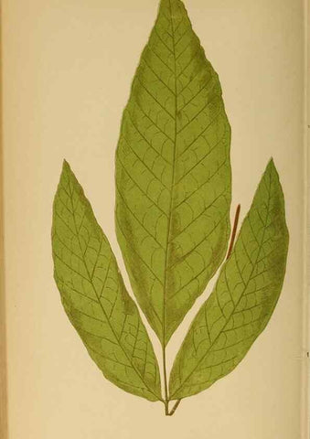 Reproducción/Reproduction 49628474827: Ferns: British and exotic.... London,Groombridge and Sons,1856-60.. 