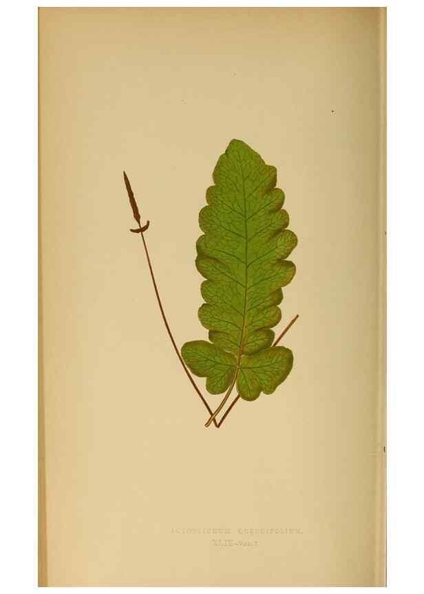 Reproducción/Reproduction 49628200081: Ferns: British and exotic.... London,Groombridge and Sons,1856-60.. 