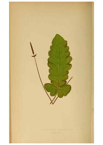 Reproducción/Reproduction 49628200081: Ferns: British and exotic.... London,Groombridge and Sons,1856-60.. 