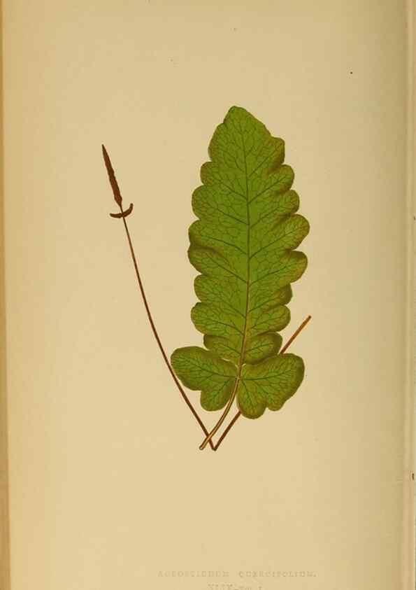 Reproducción/Reproduction 49628200081: Ferns: British and exotic.... London,Groombridge and Sons,1856-60.. 