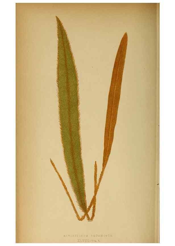 Reproducción/Reproduction 49627682933: Ferns: British and exotic.... London,Groombridge and Sons,1856-60.. 