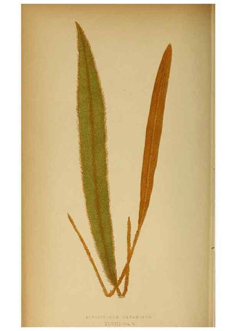 Reproducción/Reproduction 49627682933: Ferns: British and exotic.... London,Groombridge and Sons,1856-60.. 