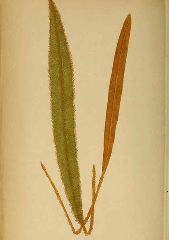 Reproducción/Reproduction 49627682933: Ferns: British and exotic.... London,Groombridge and Sons,1856-60.. 