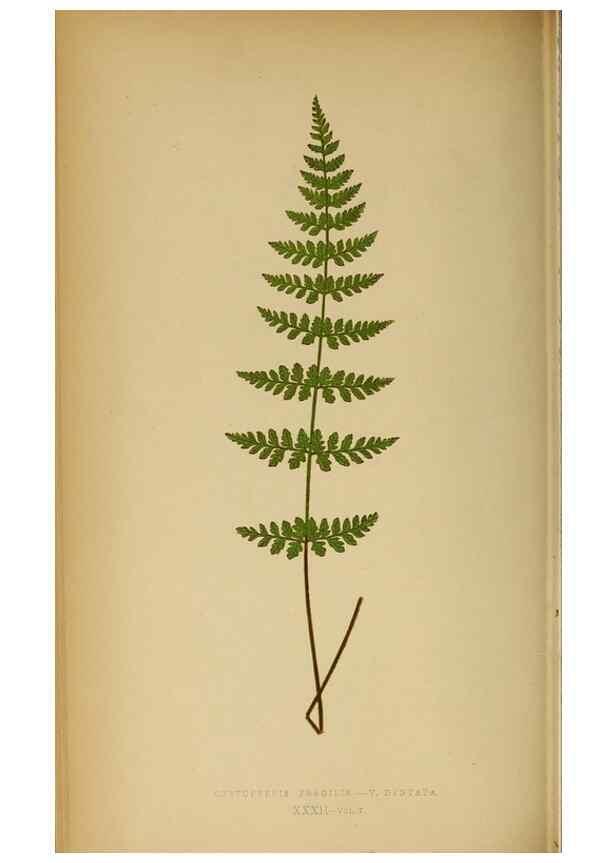 Reproducción/Reproduction 49628470652: Ferns: British and exotic.... London,Groombridge and Sons,1856-60.. 