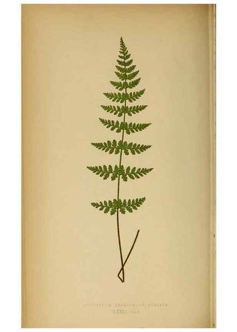 Reproducción/Reproduction 49628470652: Ferns: British and exotic.... London,Groombridge and Sons,1856-60.. 