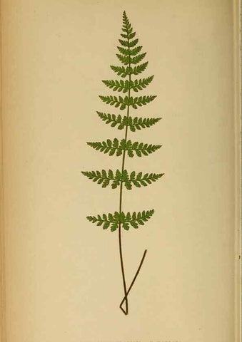 Reproducción/Reproduction 49628470652: Ferns: British and exotic.... London,Groombridge and Sons,1856-60.. 