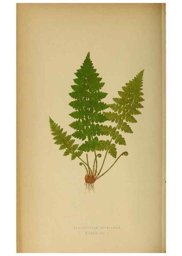 Reproducción/Reproduction 49628196126: Ferns: British and exotic.... London,Groombridge and Sons,1856-60.. 
