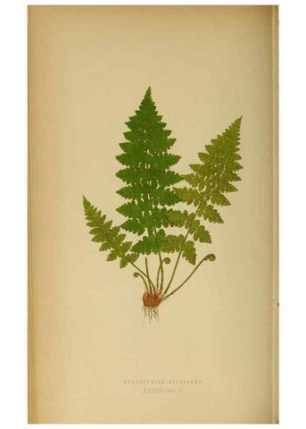 Reproducción/Reproduction 49628196126: Ferns: British and exotic.... London,Groombridge and Sons,1856-60.. 