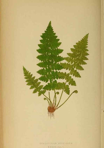 Reproducción/Reproduction 49628196126: Ferns: British and exotic.... London,Groombridge and Sons,1856-60.. 
