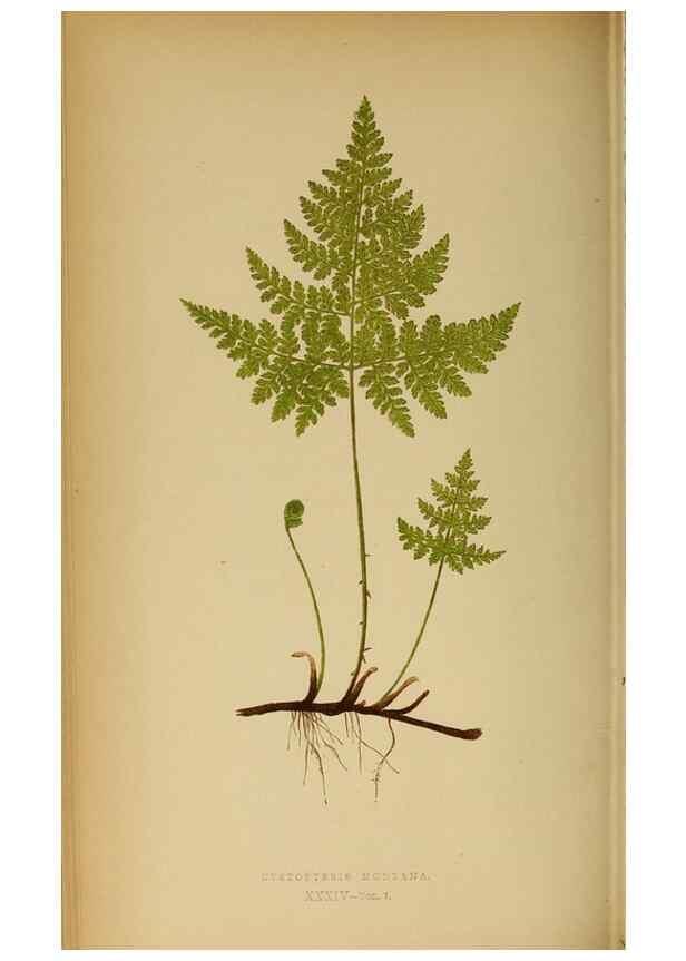 Reproducción/Reproduction 49628196331: Ferns: British and exotic.... London,Groombridge and Sons,1856-60.. 