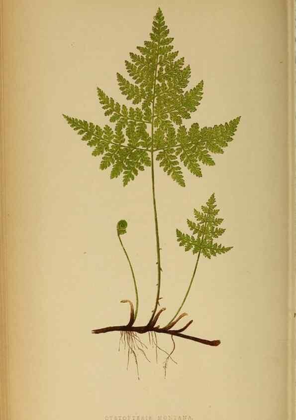 Reproducción/Reproduction 49628196331: Ferns: British and exotic.... London,Groombridge and Sons,1856-60.. 