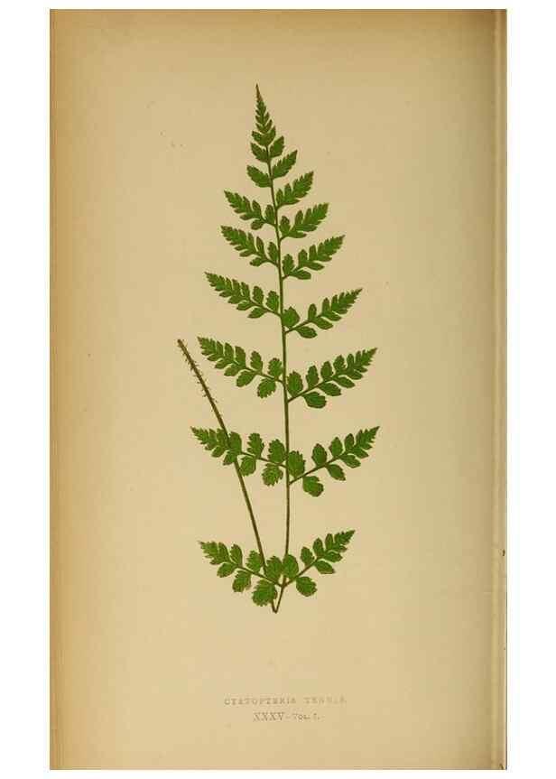 Reproducción/Reproduction 49628196591: Ferns: British and exotic.... London,Groombridge and Sons,1856-60.. 