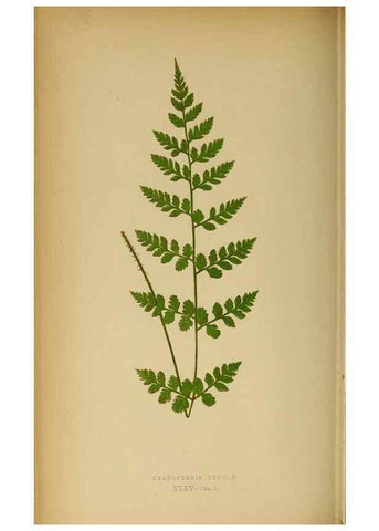 Reproducción/Reproduction 49628196591: Ferns: British and exotic.... London,Groombridge and Sons,1856-60.. 