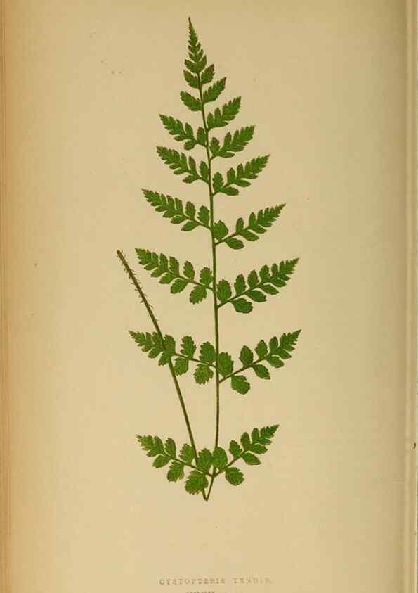 Reproducción/Reproduction 49628196591: Ferns: British and exotic.... London,Groombridge and Sons,1856-60.. 