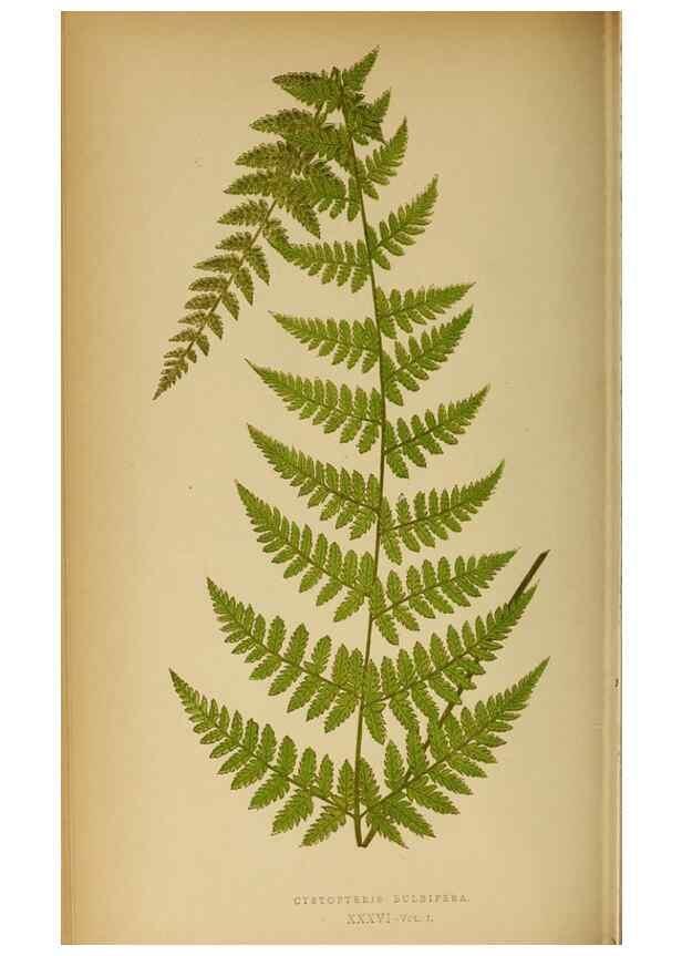 Reproducción/Reproduction 49628196876: Ferns: British and exotic.... London,Groombridge and Sons,1856-60.. 