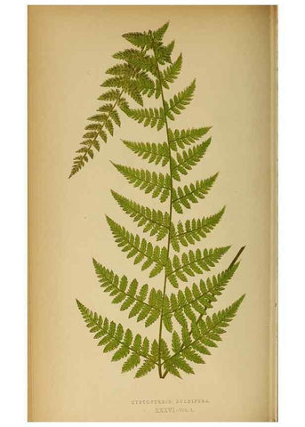 Reproducción/Reproduction 49628196876: Ferns: British and exotic.... London,Groombridge and Sons,1856-60.. 