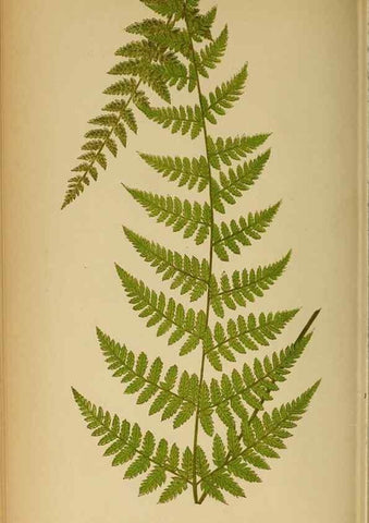 Reproducción/Reproduction 49628196876: Ferns: British and exotic.... London,Groombridge and Sons,1856-60.. 