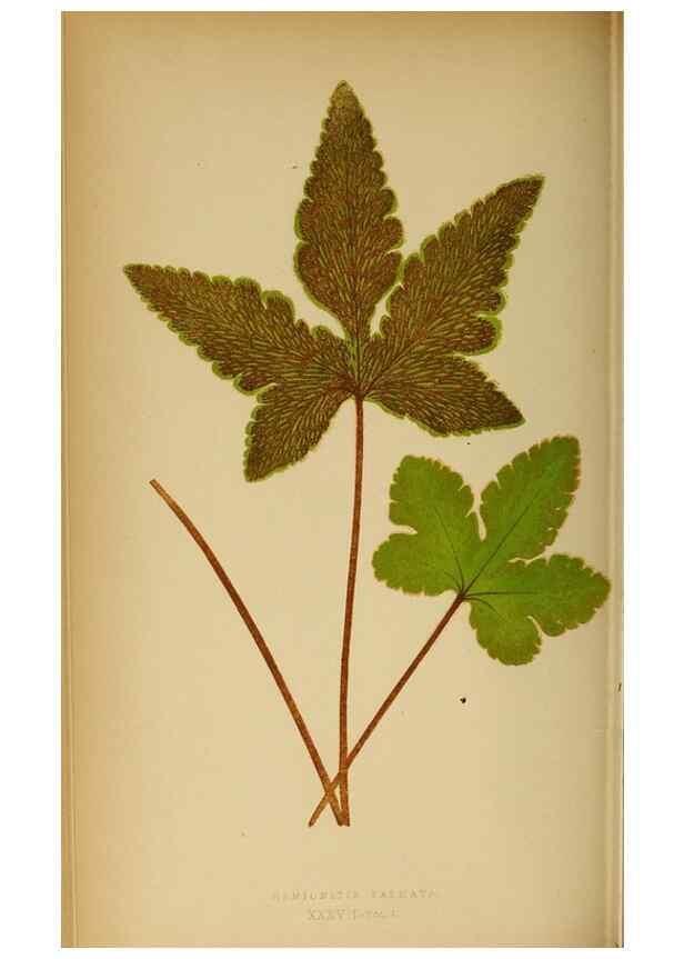 Reproducción/Reproduction 49628197111: Ferns: British and exotic.... London,Groombridge and Sons,1856-60.. 