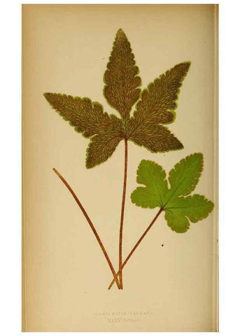 Reproducción/Reproduction 49628197111: Ferns: British and exotic.... London,Groombridge and Sons,1856-60.. 