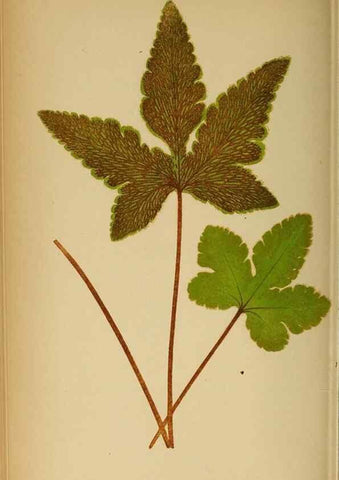 Reproducción/Reproduction 49628197111: Ferns: British and exotic.... London,Groombridge and Sons,1856-60.. 