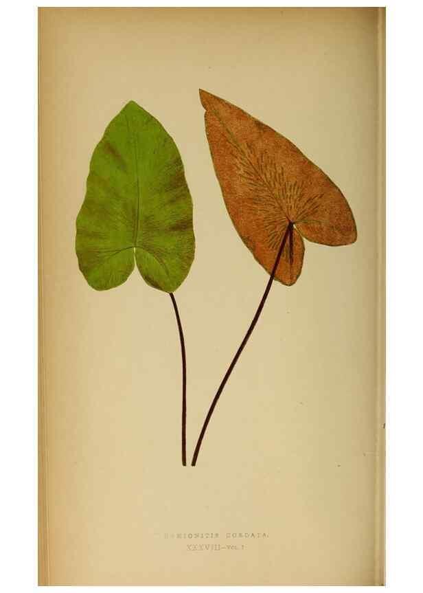 Reproducción/Reproduction 49628197306: Ferns: British and exotic.... London,Groombridge and Sons,1856-60.. 