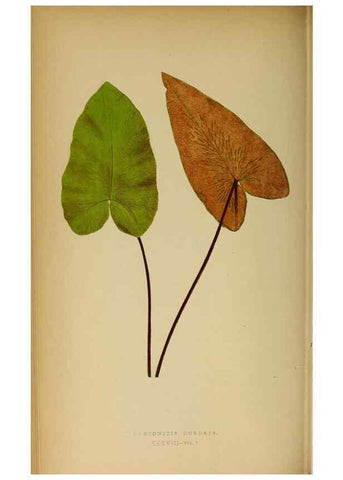 Reproducción/Reproduction 49628197306: Ferns: British and exotic.... London,Groombridge and Sons,1856-60.. 