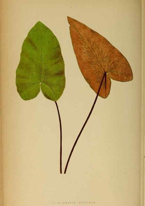 Reproducción/Reproduction 49628197306: Ferns: British and exotic.... London,Groombridge and Sons,1856-60.. 