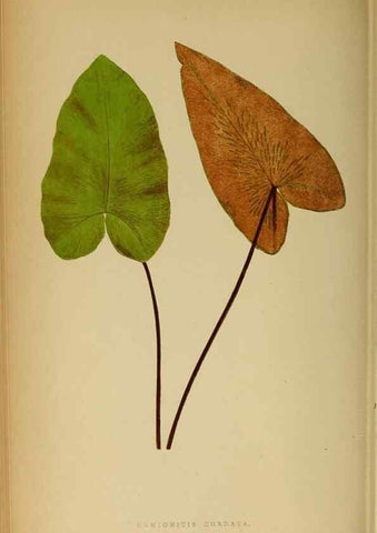 Reproducción/Reproduction 49628197306: Ferns: British and exotic.... London,Groombridge and Sons,1856-60.. 