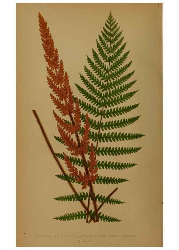 Reproducción/Reproduction 49627953748: Ferns: British and exotic.... London,Groombridge and Sons,1856-60.. 