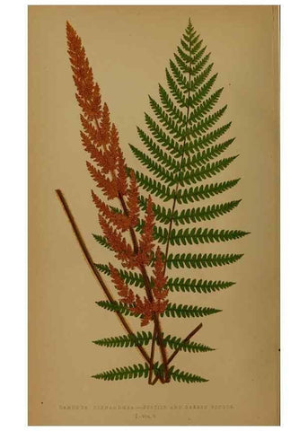 Reproducción/Reproduction 49627953748: Ferns: British and exotic.... London,Groombridge and Sons,1856-60.. 