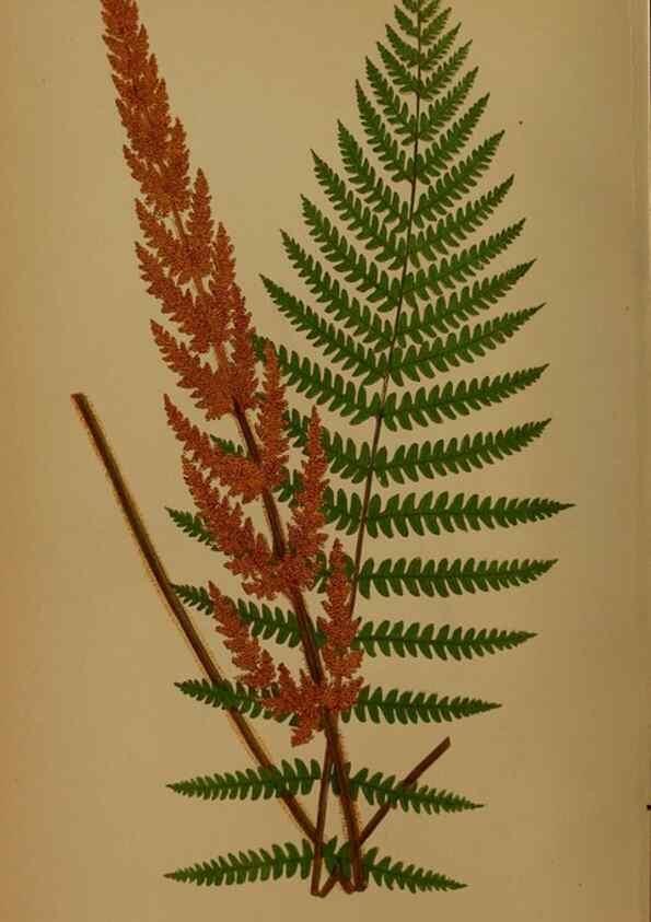 Reproducción/Reproduction 49627953748: Ferns: British and exotic.... London,Groombridge and Sons,1856-60.. 